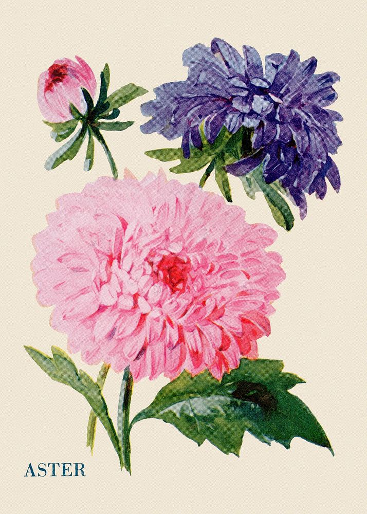 Aster flower illustration, vintage watercolor design, digitally enhanced from our own original copy of The Open Door to…