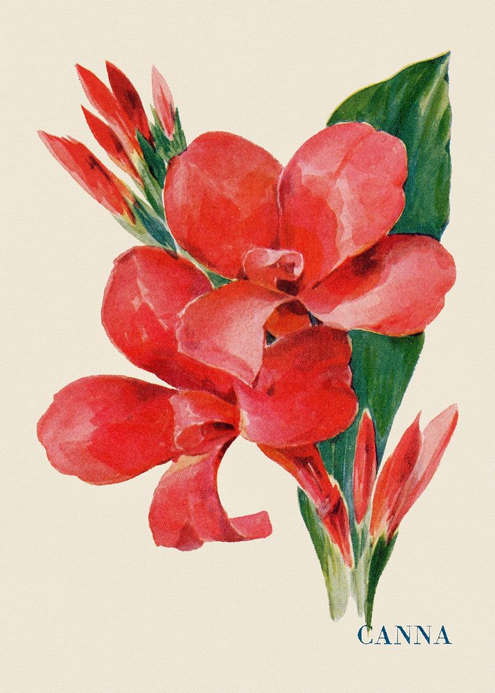 Canna flower illustration, vintage watercolor design, digitally enhanced from our own original copy of The Open Door to…