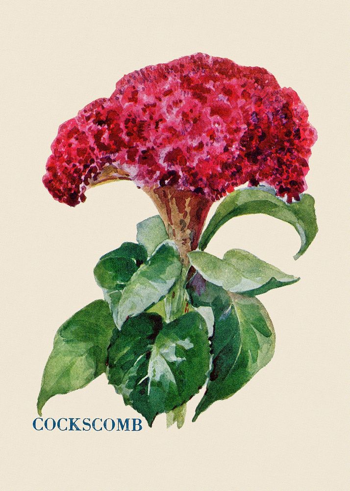 Cockscomb flower illustration, vintage watercolor design, digitally enhanced from our own original copy of The Open Door to…