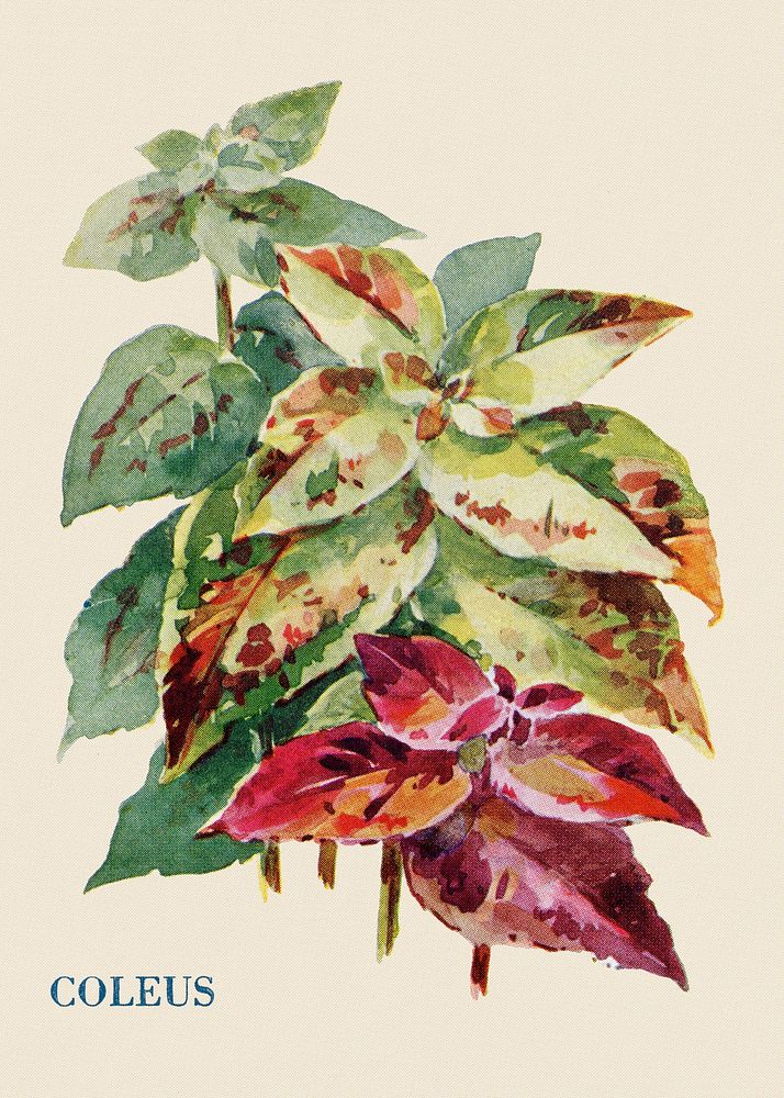 Coleus flower illustration, vintage watercolor design, digitally enhanced from our own original copy of The Open Door to…
