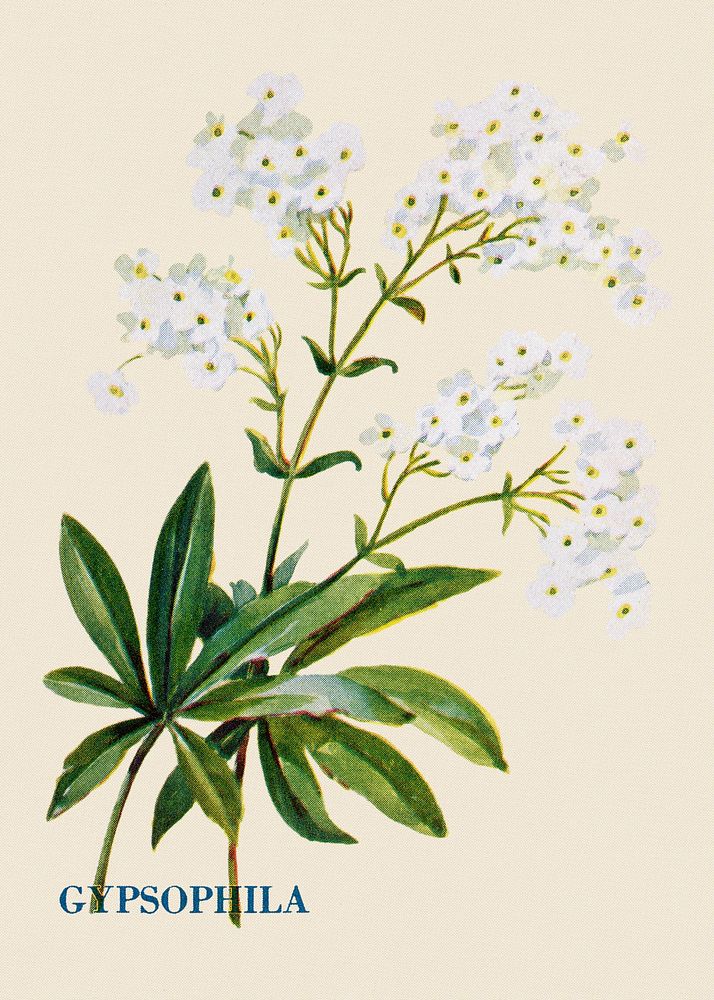 Gypsophila flower illustration, vintage watercolor design, digitally enhanced from our own original copy of The Open Door to…