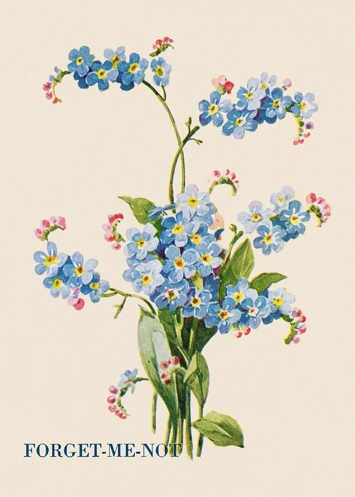 Forget me not flower illustration, vintage watercolor design, digitally enhanced from our own original copy of The Open Door…