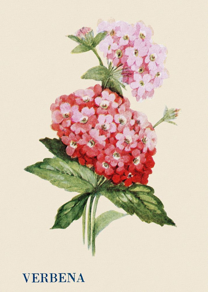 Verbena flower illustration, vintage watercolor design, digitally enhanced from our own original copy of The Open Door to…