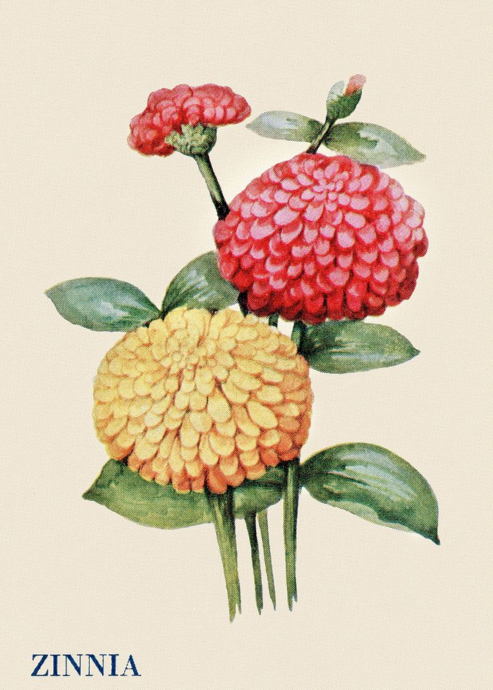 Zinnia flower illustration, vintage watercolor design, digitally enhanced from our own original copy of The Open Door to…