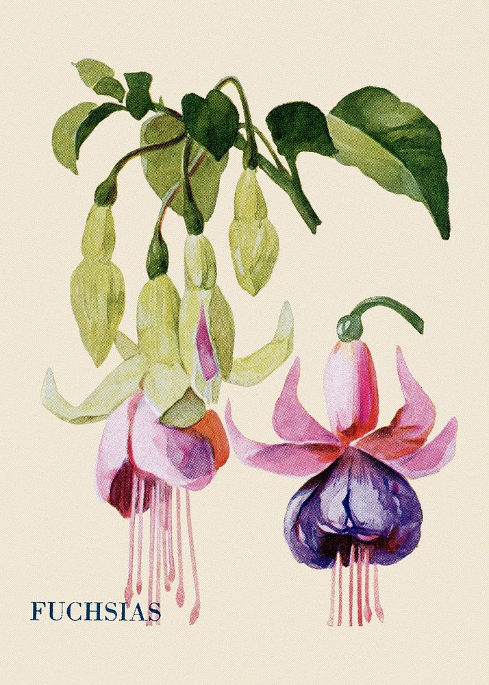 Fuchsias flower illustration, vintage watercolor design, digitally enhanced from our own original copy of The Open Door to…