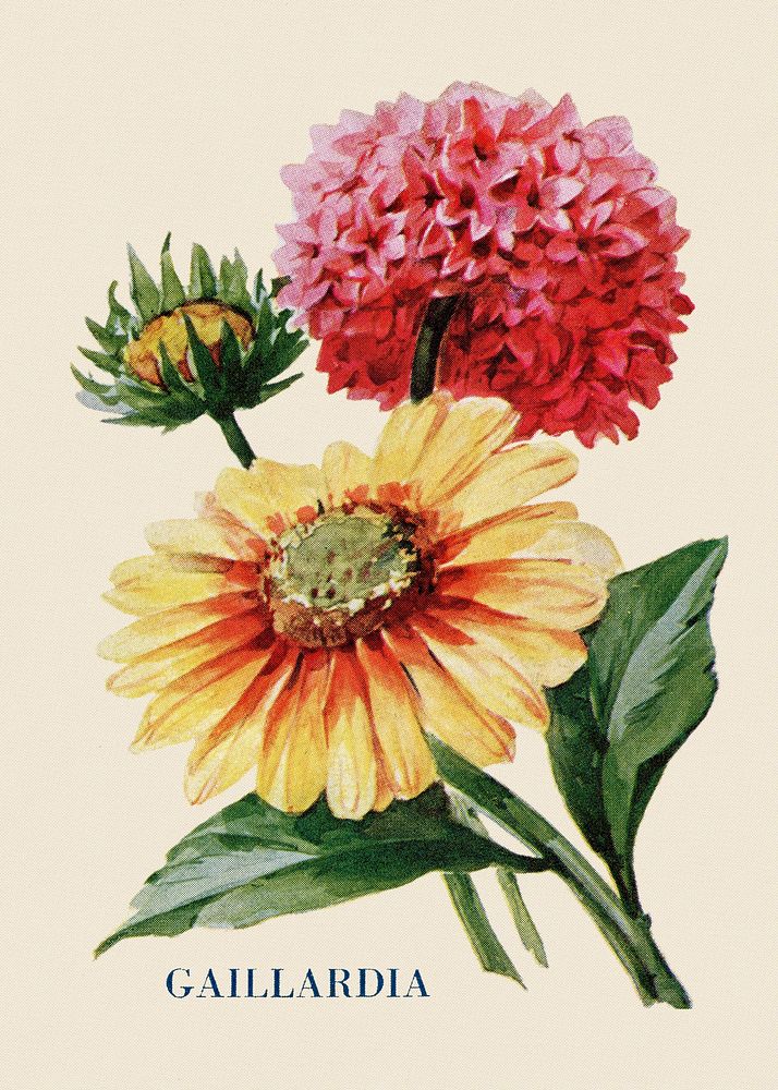 Gaillardia flower illustration, vintage watercolor design, digitally enhanced from our own original copy of The Open Door to…