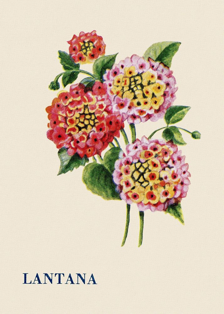 Lantana flower illustration, vintage watercolor design, digitally enhanced from our own original copy of The Open Door to…