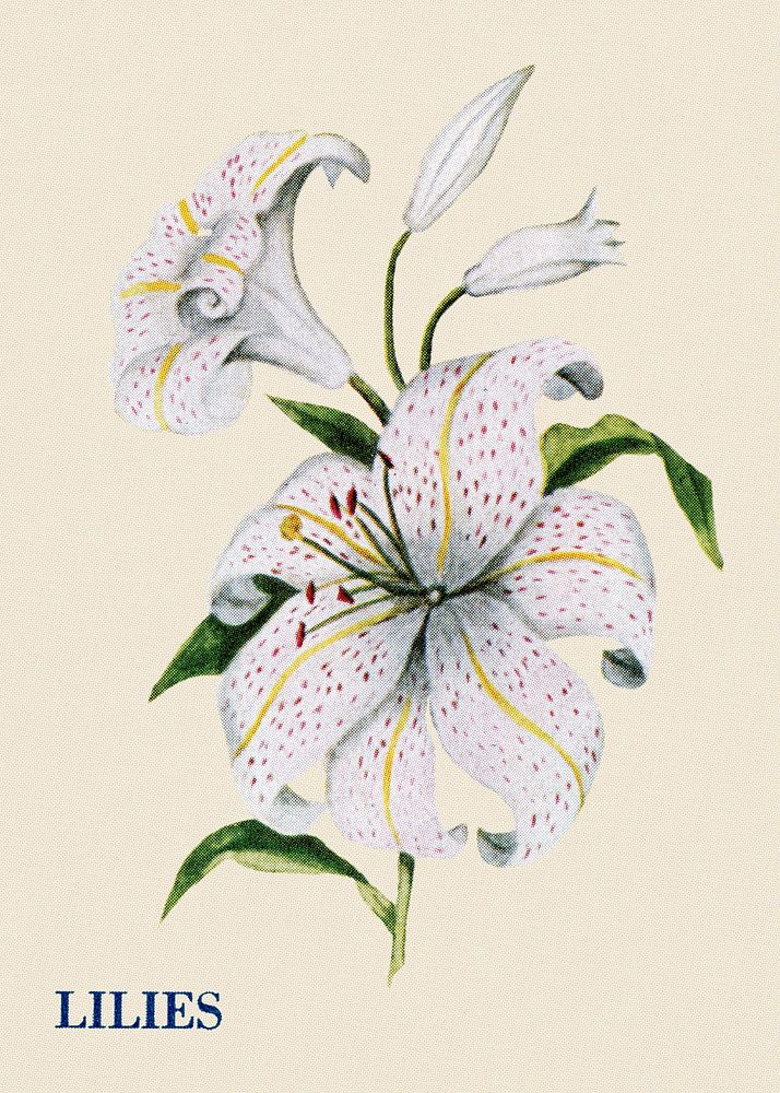 Lilies flower illustration, vintage watercolor design, digitally enhanced from our own original copy of The Open Door to…
