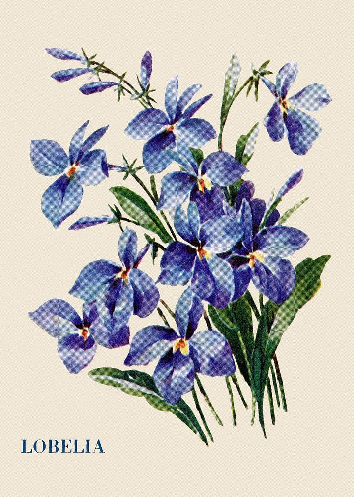 Lobelia flower illustration, vintage watercolor design, digitally enhanced from our own original copy of The Open Door to…