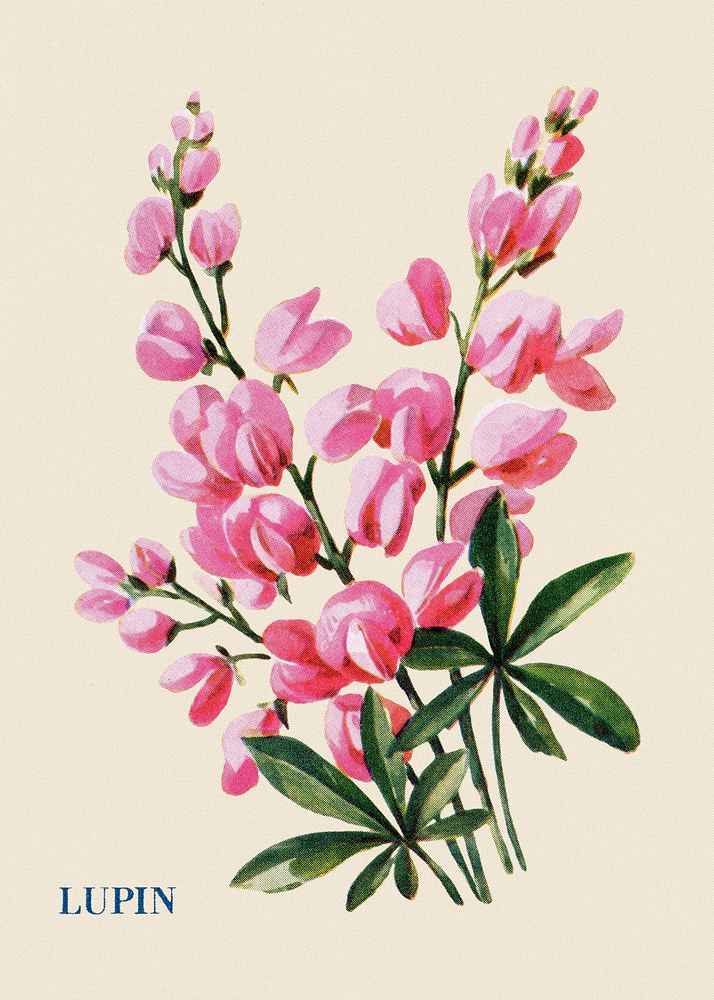 Lupin flower illustration, vintage watercolor design, digitally enhanced from our own original copy of The Open Door to…