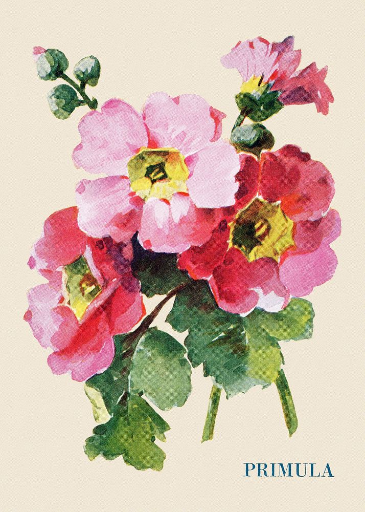 Primula flower illustration, vintage watercolor design, digitally enhanced from our own original copy of The Open Door to…
