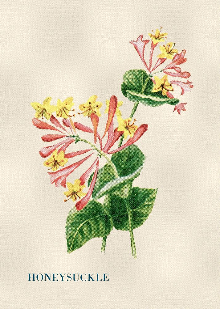 Honeysuckle flower illustration, vintage watercolor design, digitally enhanced from our own original copy of The Open Door…
