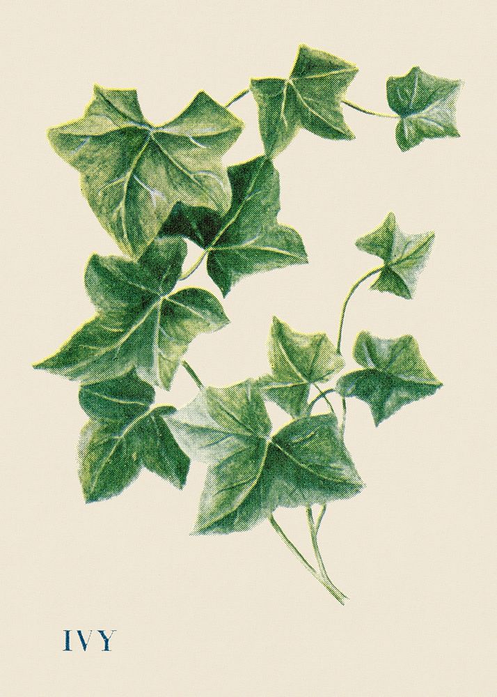 Ivy illustration, vintage watercolor design, digitally enhanced from our own original copy of The Open Door to Independence…
