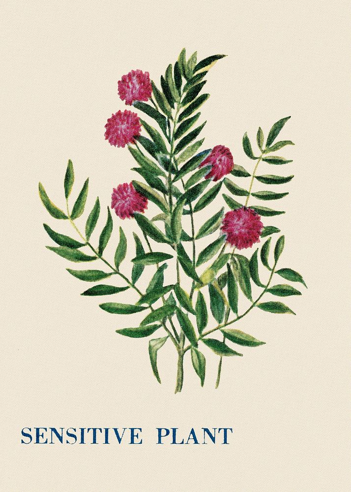 Sensitive plant flower illustration, vintage watercolor design, digitally enhanced from our own original copy of The Open…