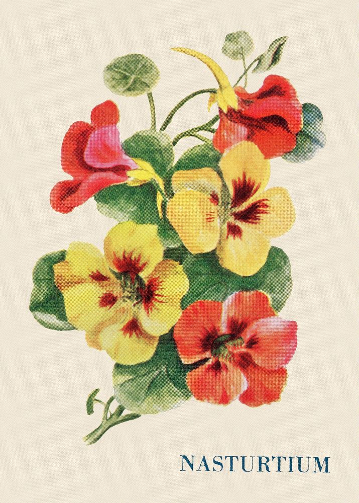 Nasturtium flower illustration, vintage watercolor design, digitally enhanced from our own original copy of The Open Door to…