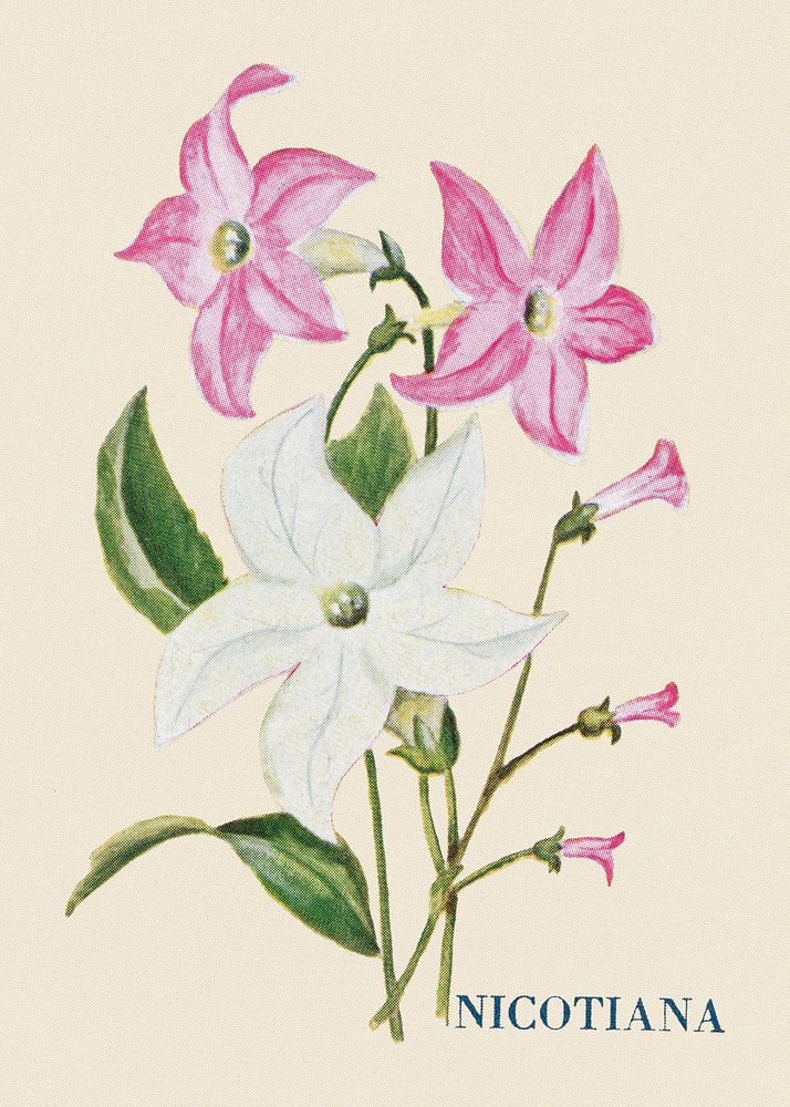 Nicotiana flower illustration, vintage watercolor design, digitally enhanced from our own original copy of The Open Door to…