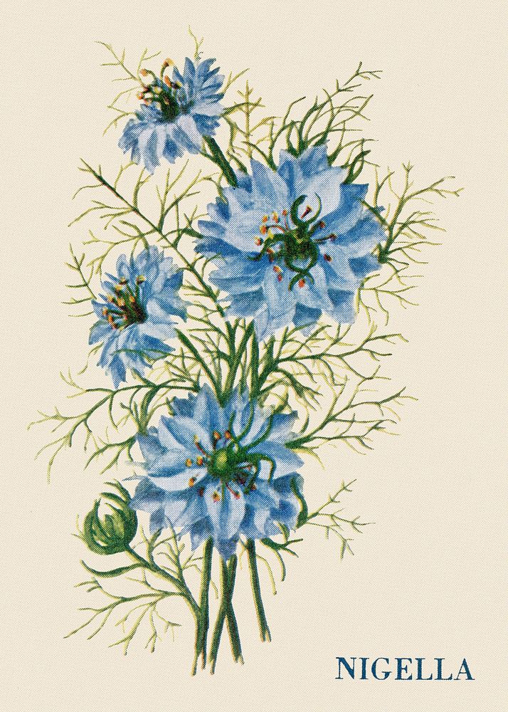 Nigella flower illustration, vintage watercolor design, digitally enhanced from our own original copy of The Open Door to…