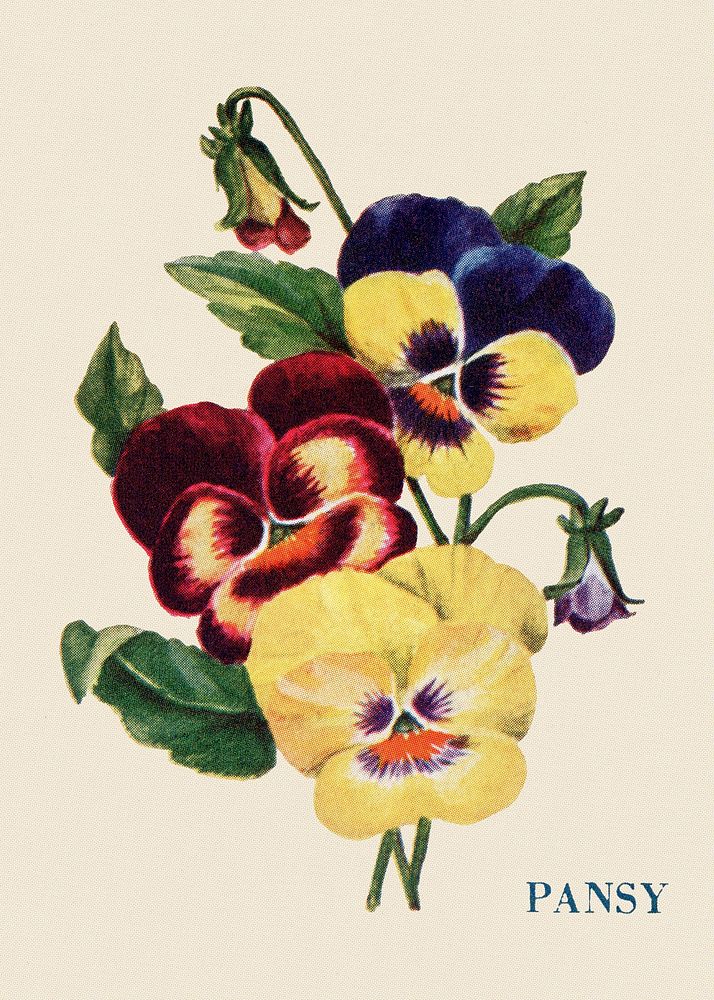 Pansy flower illustration, vintage watercolor design, digitally enhanced from our own original copy of The Open Door to…