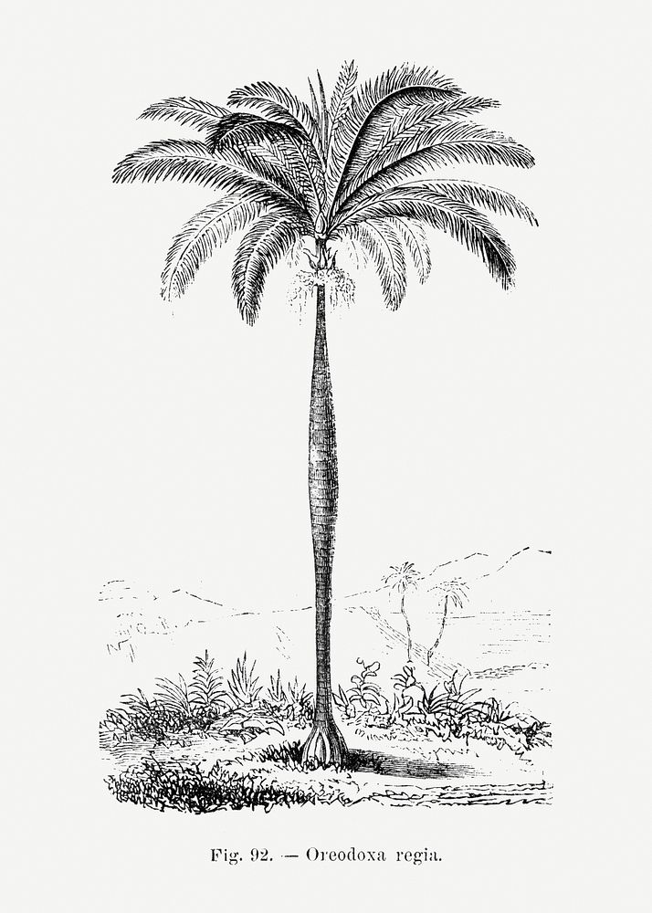 Vintage palm tree drawing. Digitally | Free Photo Illustration - rawpixel