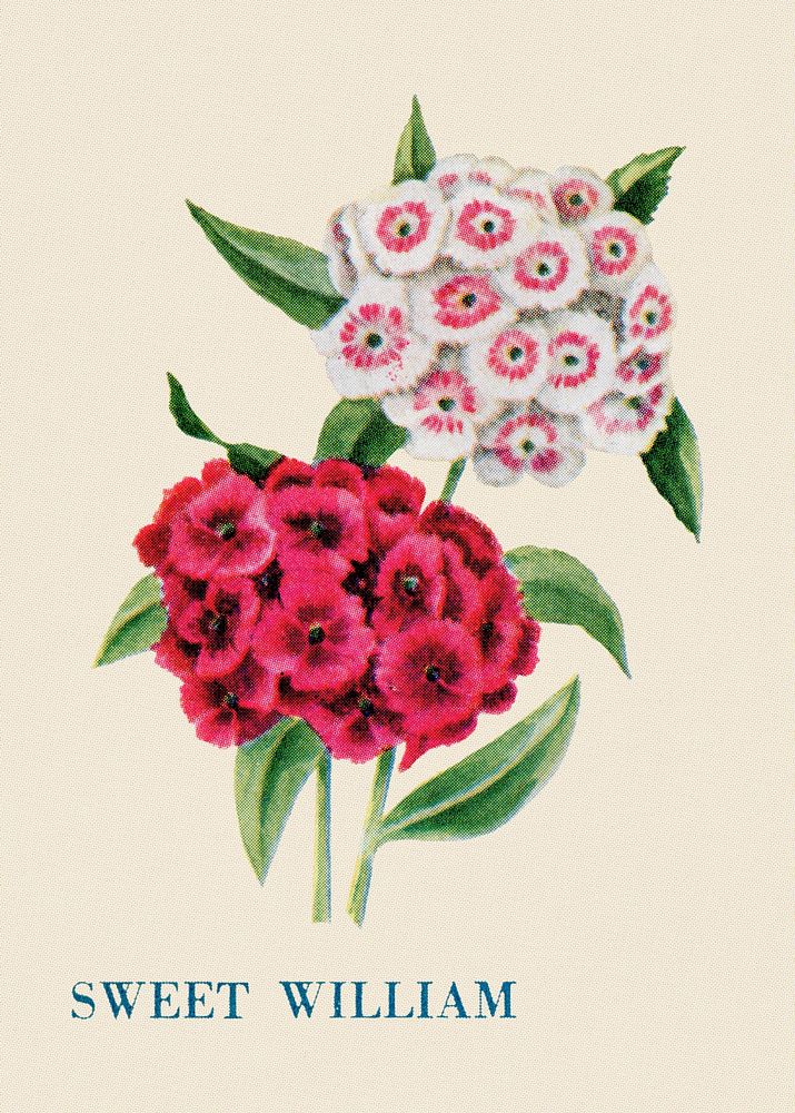 Sweet William flower illustration, vintage watercolor design, digitally enhanced from our own original copy of The Open Door…