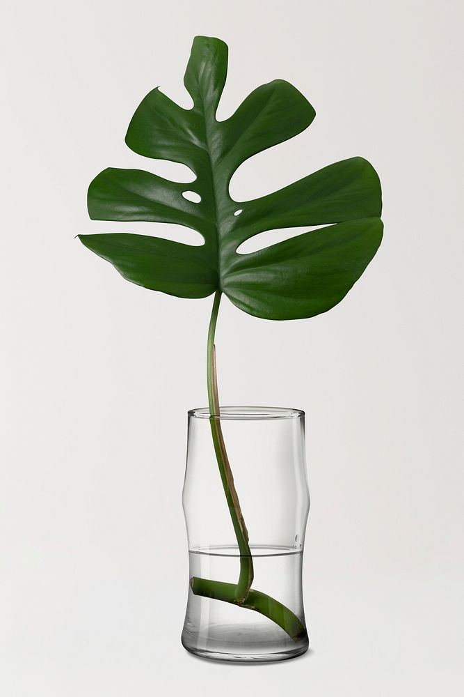 Monstera leaf in transparent vase, home decor