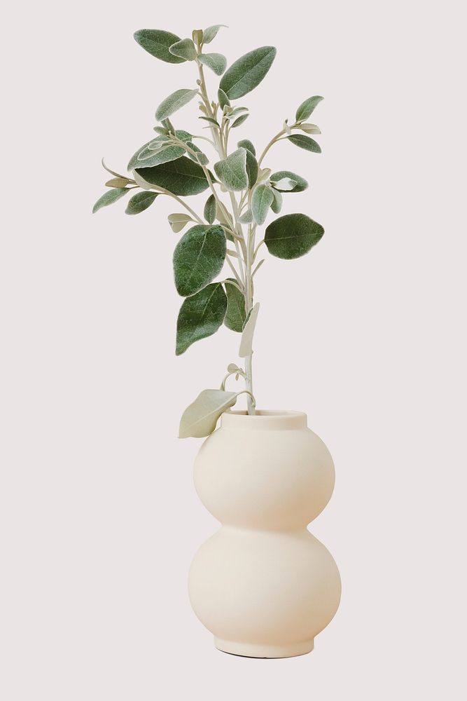 Green plant in aesthetic vase, brachyglottis branch