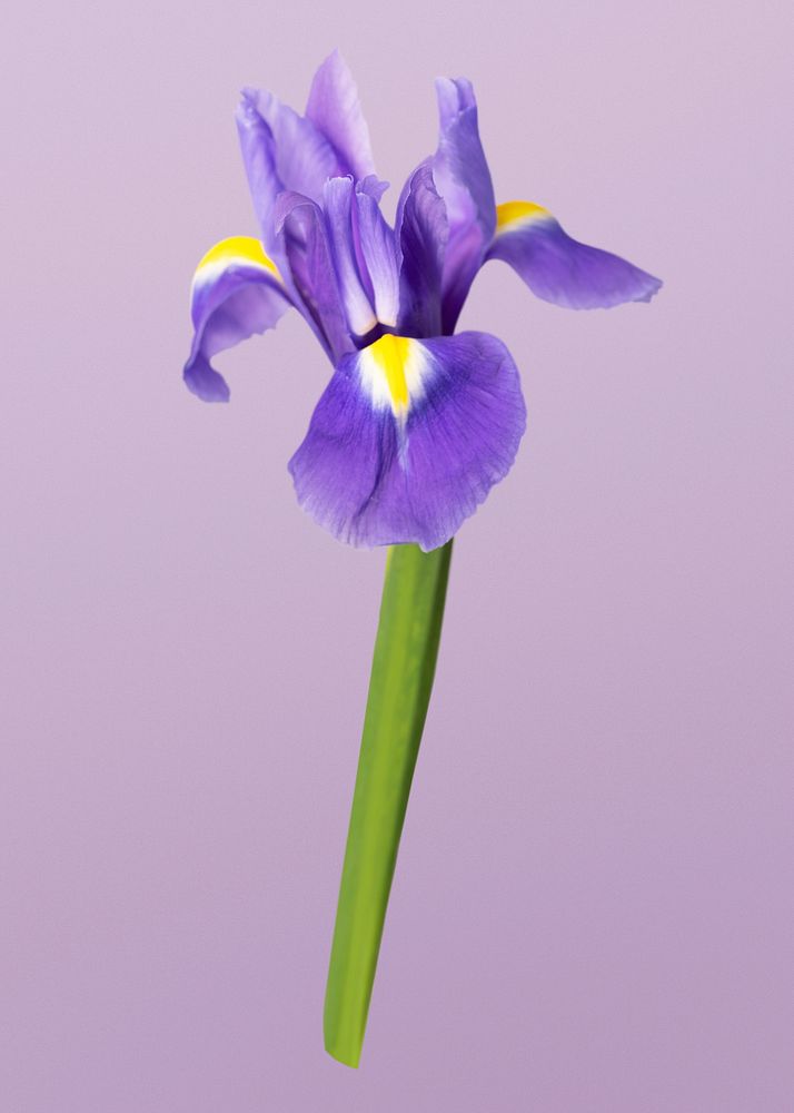 Dutch iris, collage element psd