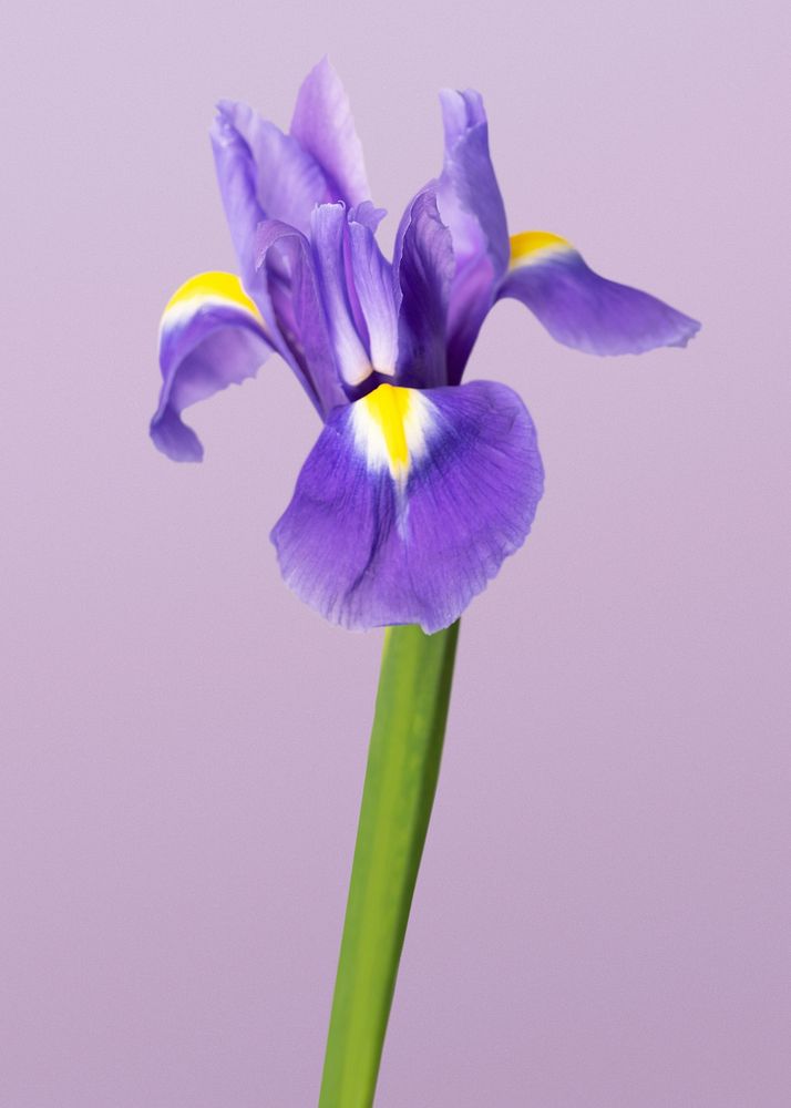 Beautiful blooming purple Dutch iris flower