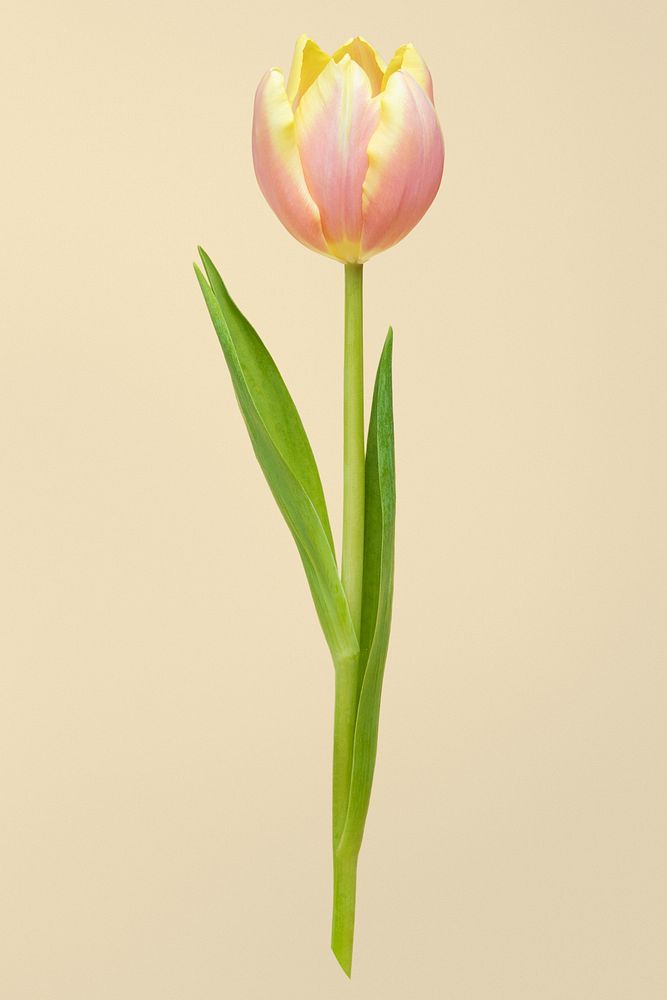 Pink tulip flower, isolated object psd