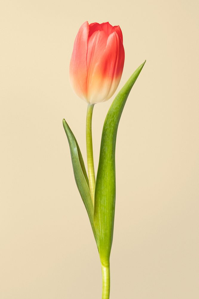 Red tulip background, design space
