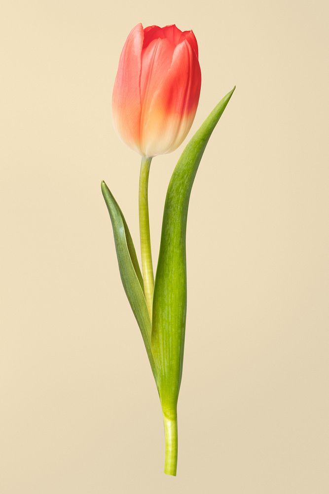Orange tulip flower, isolated object psd