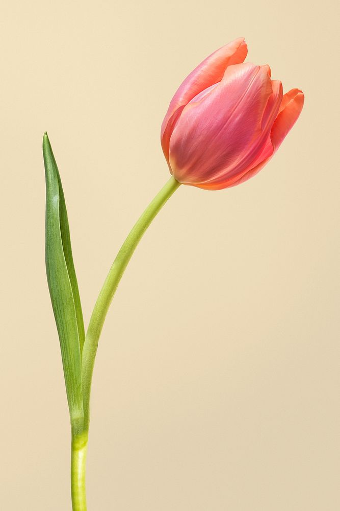 Red tulip background, design space