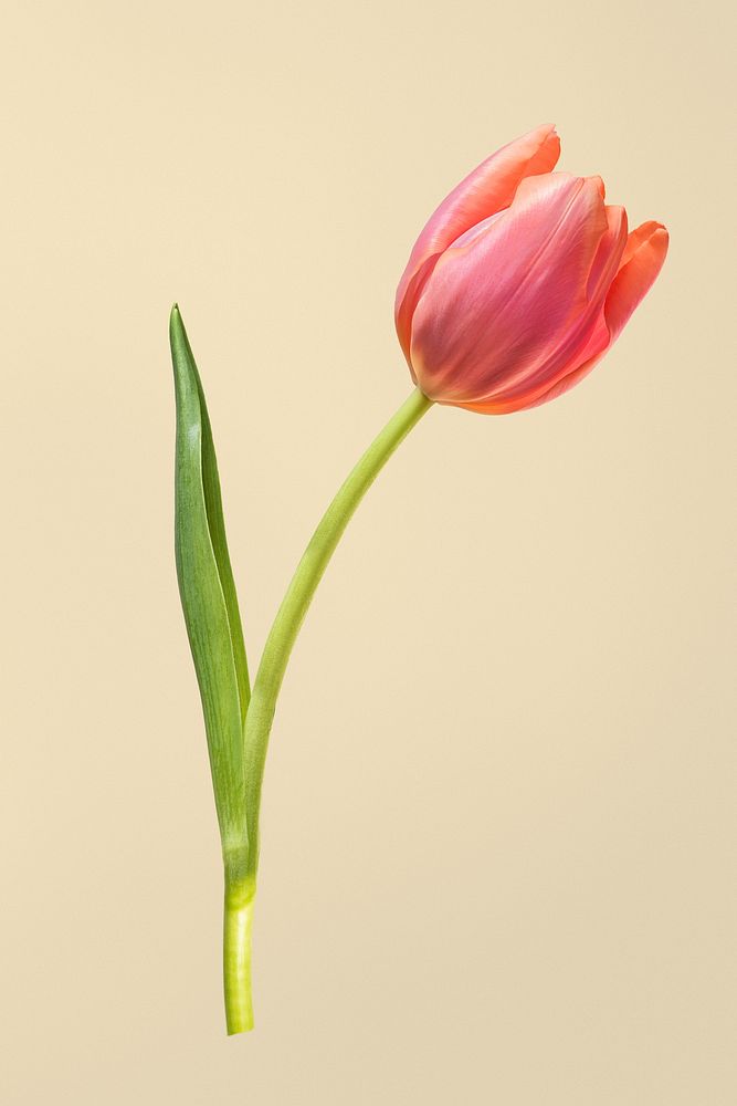 Red tulip flower, isolated object psd