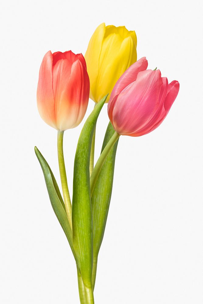 Colorful tulips background, design space