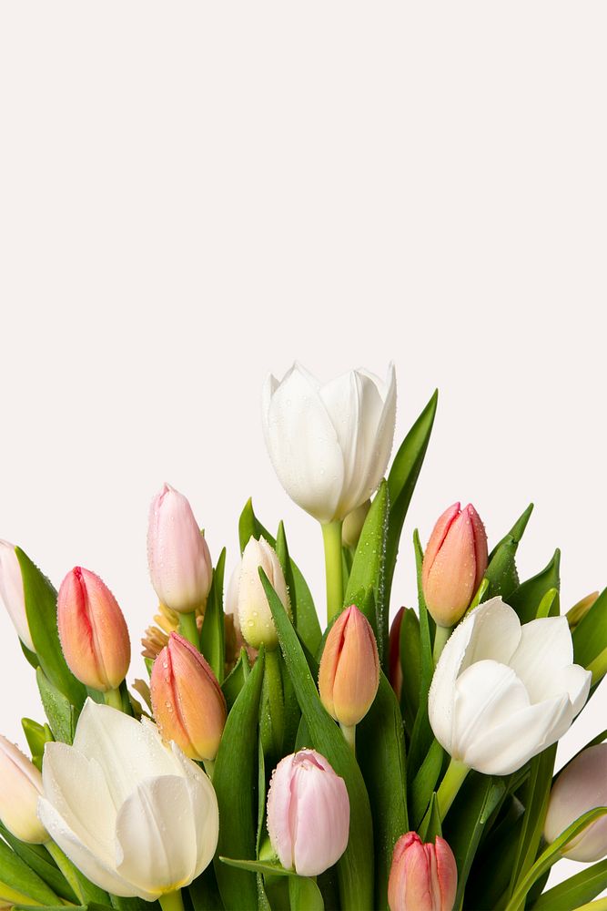 Colorful tulips, white background, design space psd