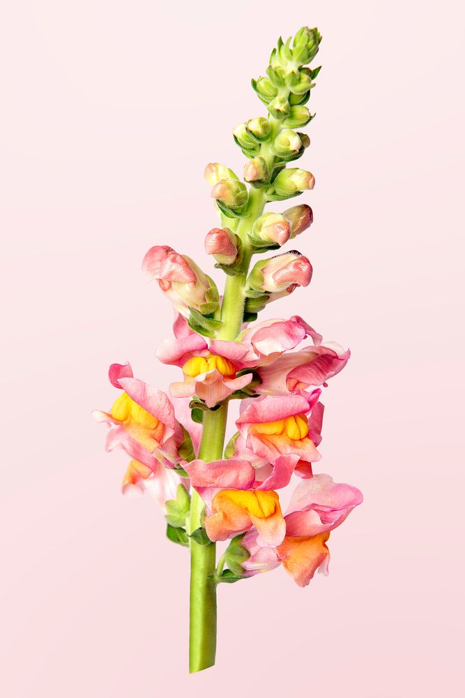 Pink snapdragon flower, isolated object psd