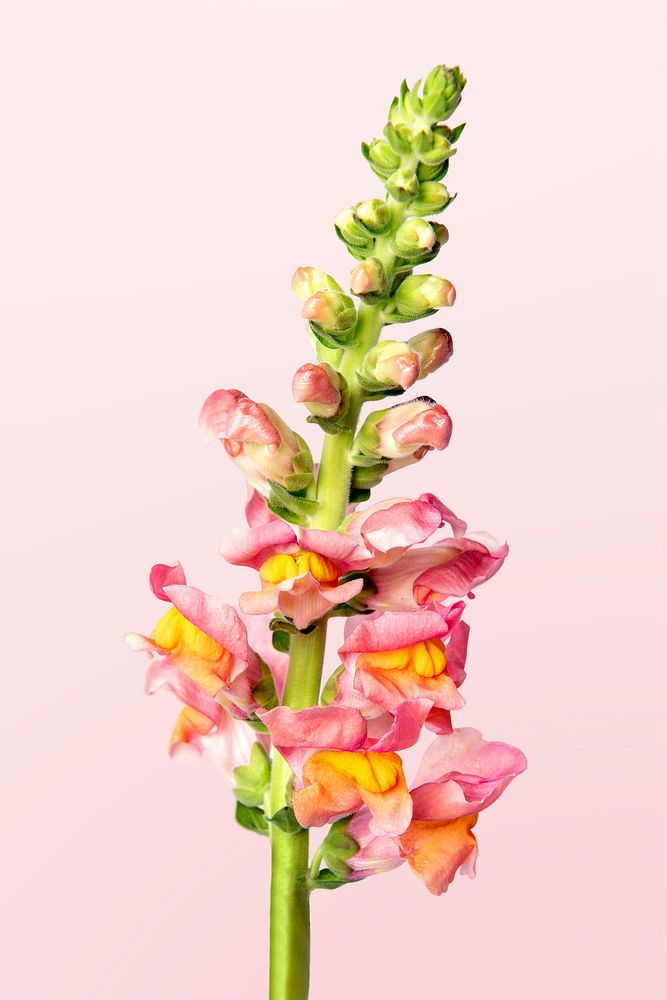 Pink snapdragon flower background, design space