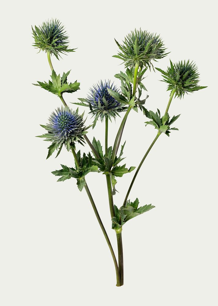 Eryngium deep blue jack, collage element psd