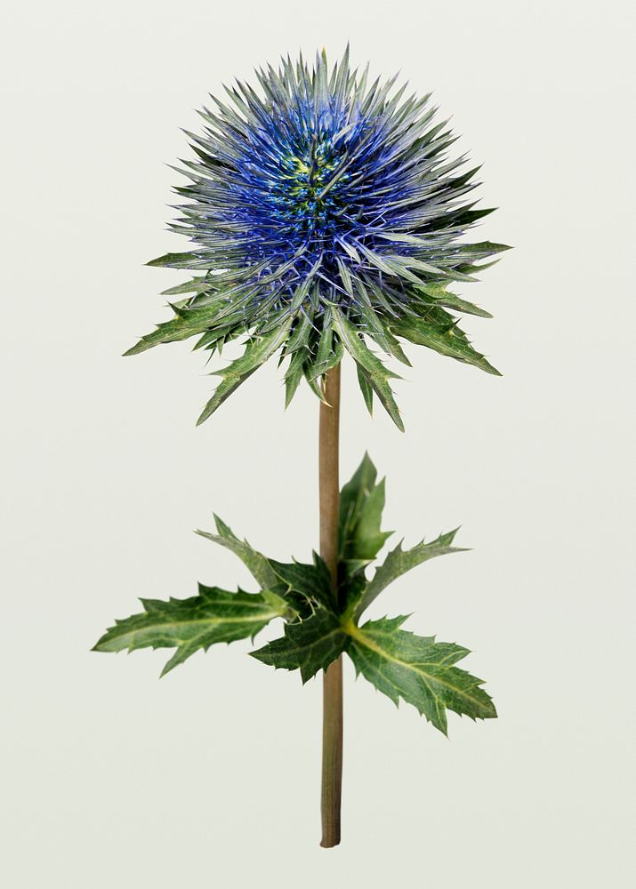 Eryngium deep blue jack flower