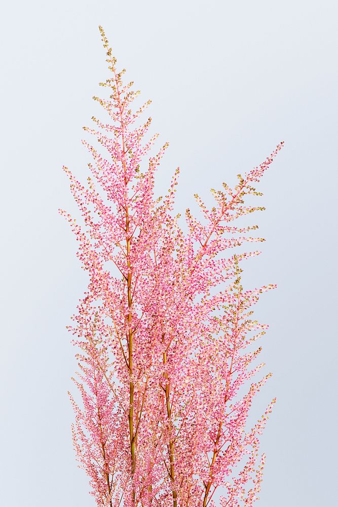 Pink astilbe peach blossom, collage element psd