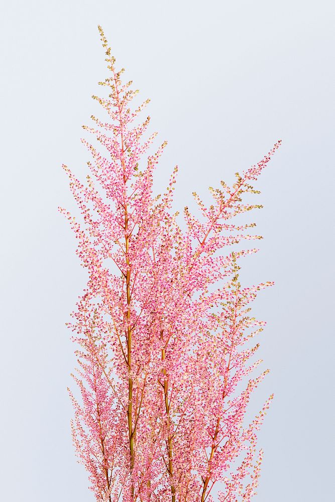 Pink flower background, astilbe peach blossom, design space