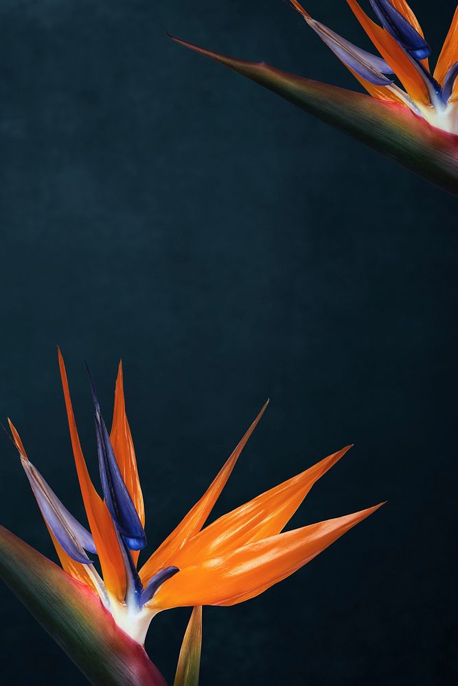 Bird of paradise border, flower background, design space