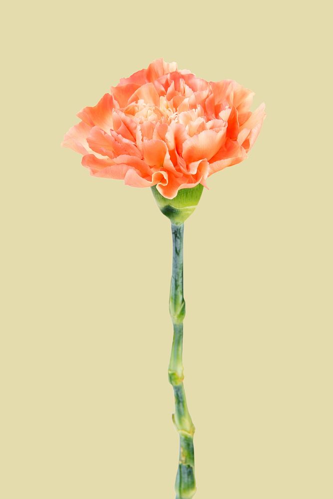 Orange carnation flower background, design space