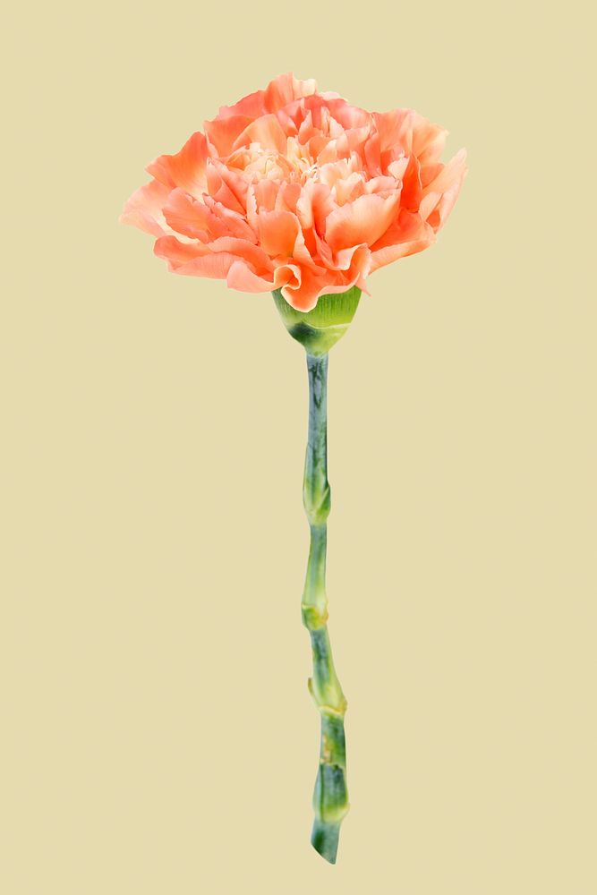 Orange carnation flower, isolated object psd