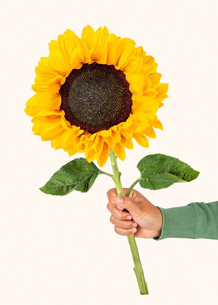 Sunflower held by hand in green sleeve