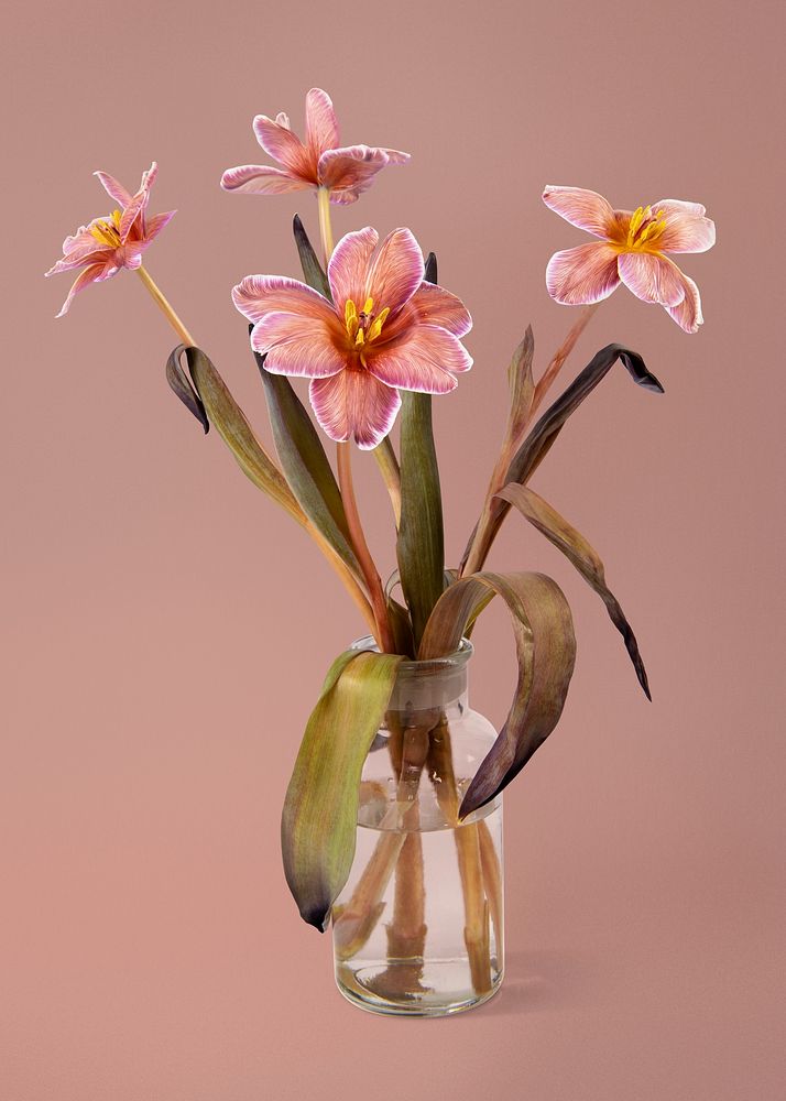 Pink tulips in glass vase, flower arrangement, home decor