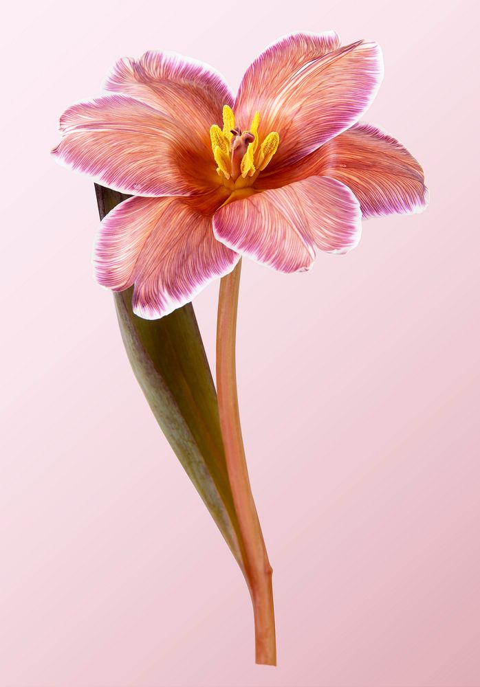 Pink tulip, collage element psd