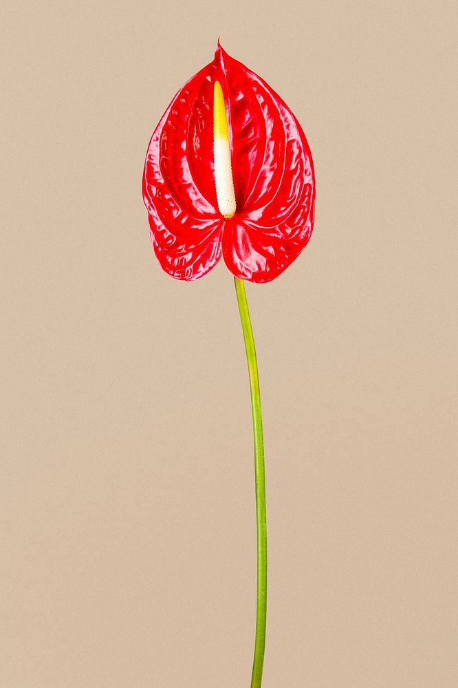 Red anthurium flower background, design space