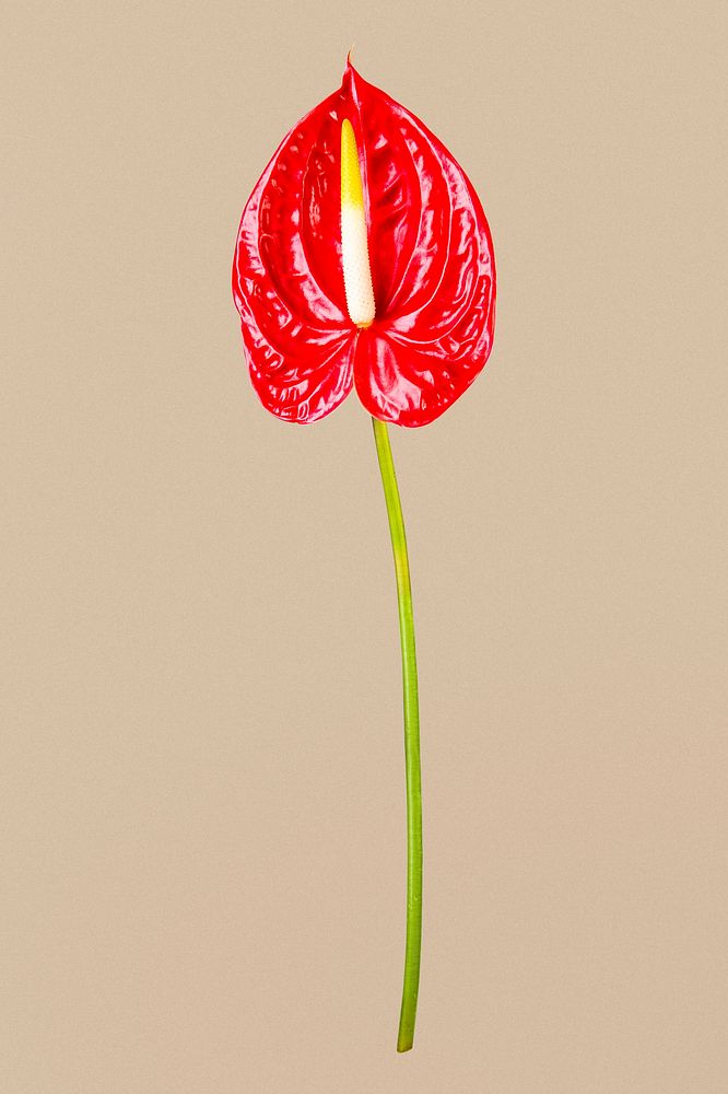 Red laceleaf flower, isolated object psd