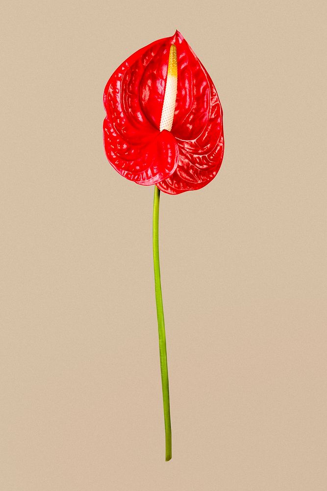 Red anthurium flower, isolated object psd